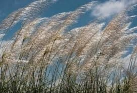 Myonlyfan @u48283923 cover picture