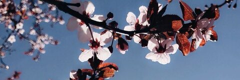 alyssa 🙄 @uhhlyssa cover picture