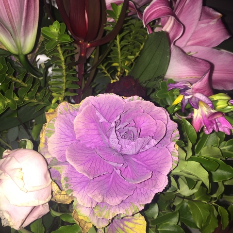 Vampyveen @vampyveen cover picture