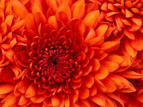 fabi @vilaineprincess cover picture