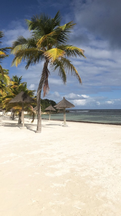 𝕎𝕖𝕤𝕥𝕀𝕟𝕕𝕚𝕖𝕤✨♈️ Aʀɪᴇs✨🔥 @westindiesflavour cover picture