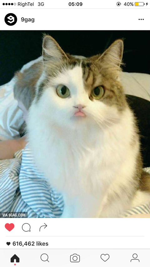 Kitty @wildass cover picture