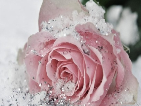 Wishie113 @wishie113 cover picture