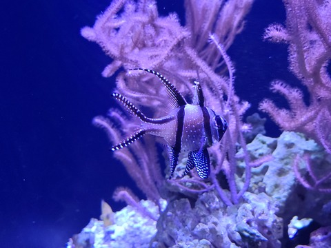 Wizard_lizard @wizard_lizard cover picture