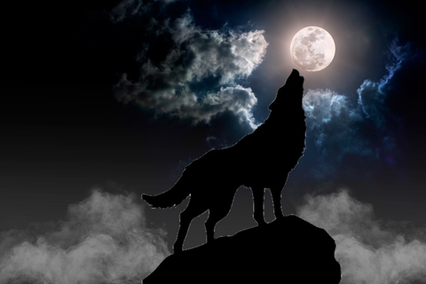 Wolfmoon8888 @wolfmoon8888 cover picture