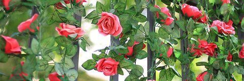 Rose 🌹 @x__rose__x cover picture
