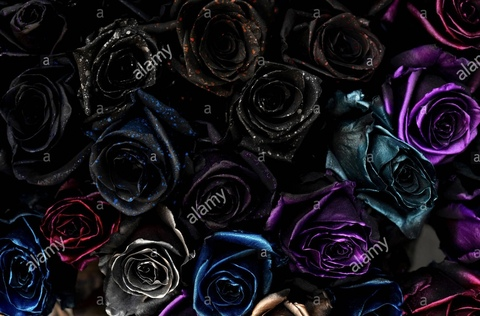 XOXOXAY🖤 @xoxoxay cover picture