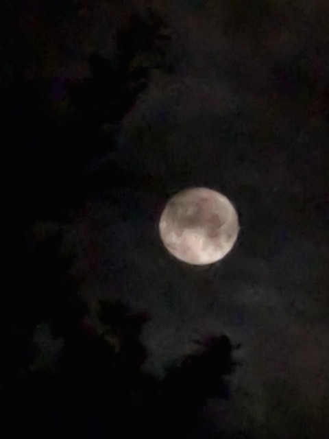 moon 🌙 @yxurmoon cover picture