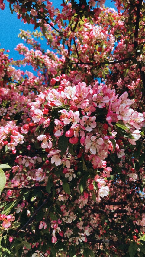 Josefine @zphine cover picture